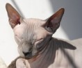 /album/neytiri/abkocicky-068-jpg1/